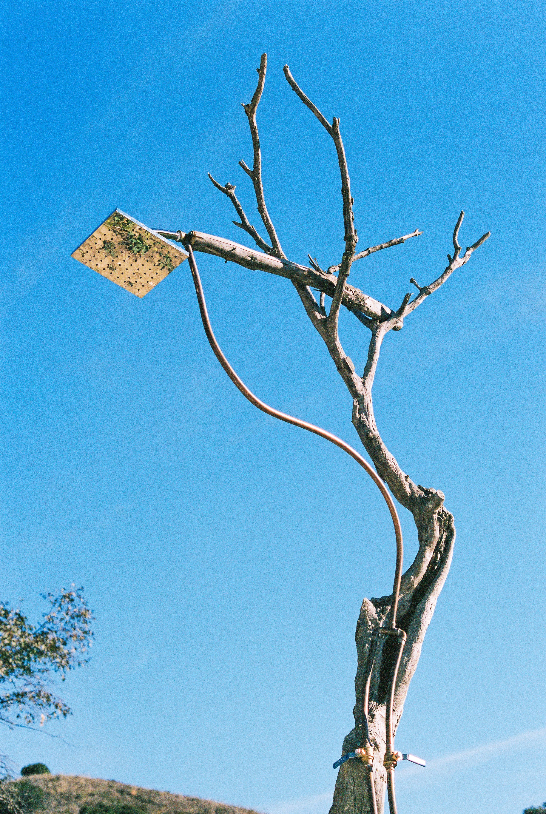 Solar panel attached to a bare tree branch against a clear blue sky