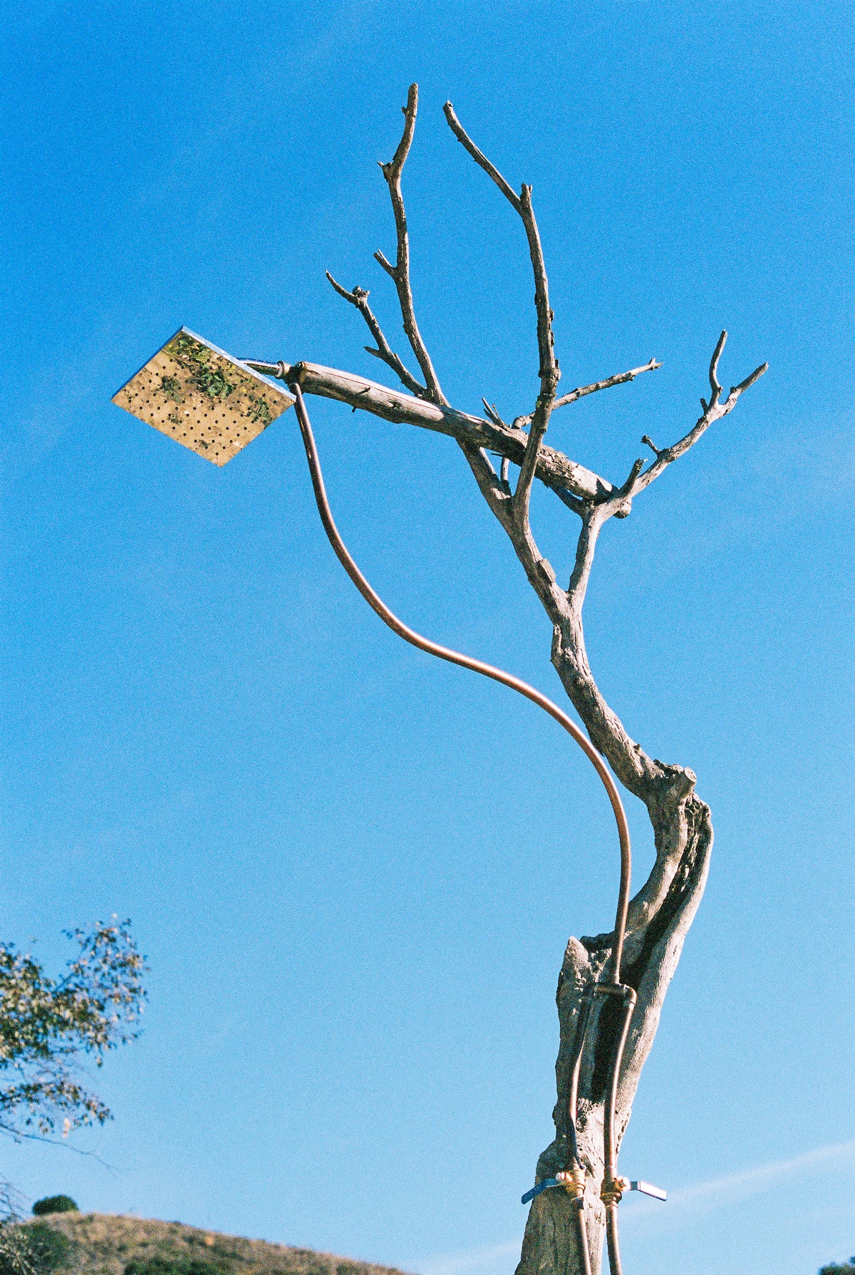 Solar panel attached to a bare tree branch against a clear blue sky